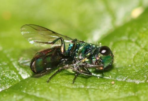 Réf. 344 280 : Chrysis gracillima